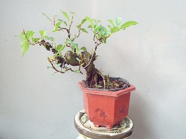 Cây đa bonsai - cây tiêu hao tài lộc, gặp vận xui