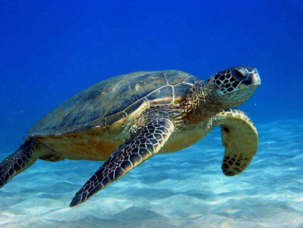 Nằm mơ thấy rùa biển nên đánh xổ số con gì may mắn