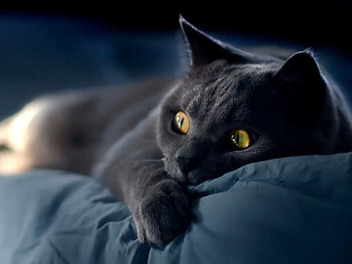 Nằm mơ thấy mèo đen đánh số mấy – Giải mã bí ẩn giấc mơ