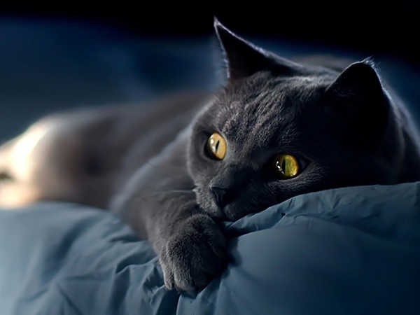 Nằm mơ thấy mèo đen đánh số mấy - Giải mã bí ẩn giấc mơ