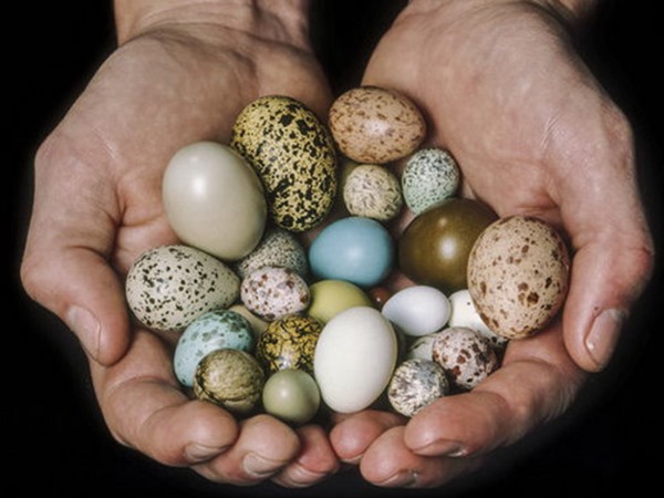 Mơ thấy trứng chim dự báo điềm hên hay xui, là số mấy?