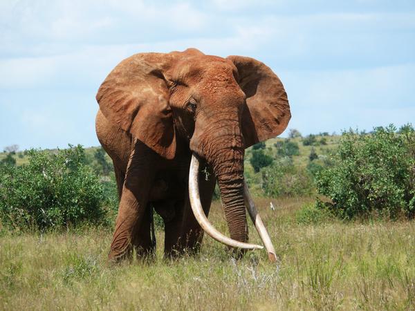 Nằm mơ thấy con voi số mấy nên đánh con gì dễ trúng?