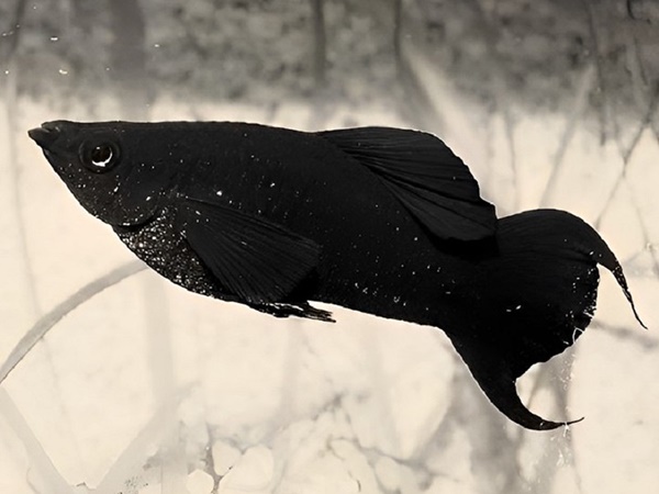 Cá đen số mấy, mơ thấy cá đen có phải điềm xui xẻo?