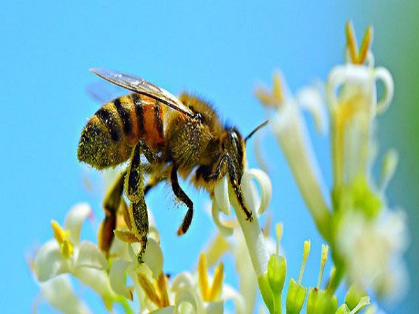 Nằm mơ thấy ong đánh con gì may mắn có ý nghĩa gì