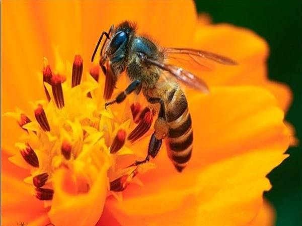 Nằm mơ thấy ong đánh con gì may mắn có ý nghĩa gì