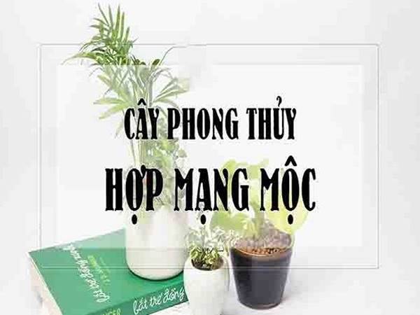 Cây phong thủy mệnh Mộc là cây gì sẽ giúp bạn thu hút tài lộc