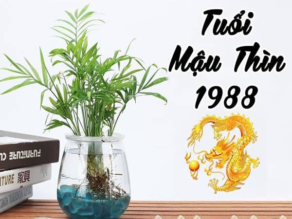 Tuổi Mậu Thìn có hợp hướng Tây không? Có thể bạn chưa biết