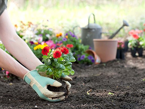 Ngủ mơ thấy trồng hoa báo mộng điềm đại cát?