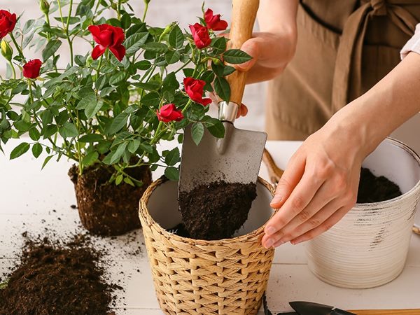 Ngủ mơ thấy trồng hoa báo mộng điềm đại cát?