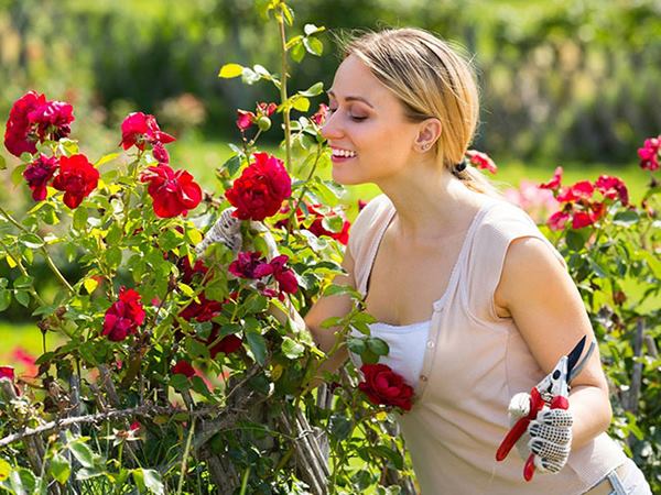 Ngủ mơ thấy trồng hoa báo mộng điềm đại cát?