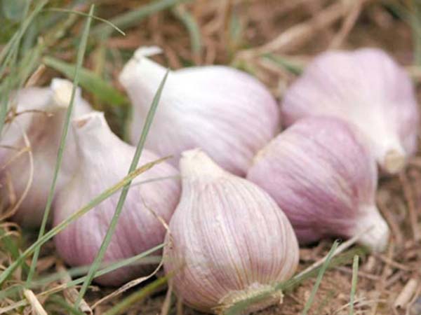 Nằm mơ thấy củ tỏi có ý nghĩa gì, may hay rủi?
