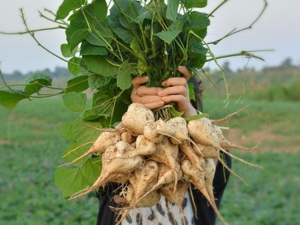 Nằm mơ thấy củ đậu là điềm gì tốt hay xấu?