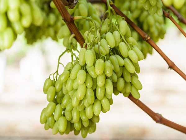 Nằm mơ thấy quả nho mỹ báo hiệu điềm gì?