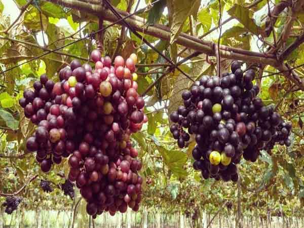 Nằm mơ quả nho rừng xanh tươi: Bí mật đằng sau giấc mơ