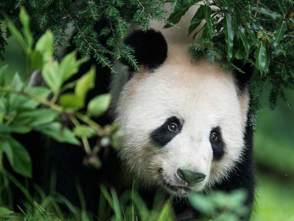 Mơ thấy gấu có phải điềm may mắn về tài lộc không?