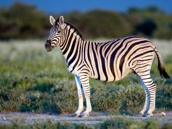 Ngủ mơ thấy ngựa vằn có thông điệp như nào?