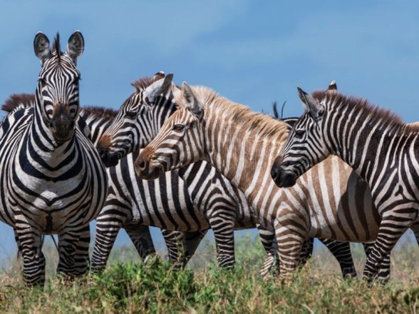 Ngủ mơ thấy ngựa vằn có thông điệp như nào?