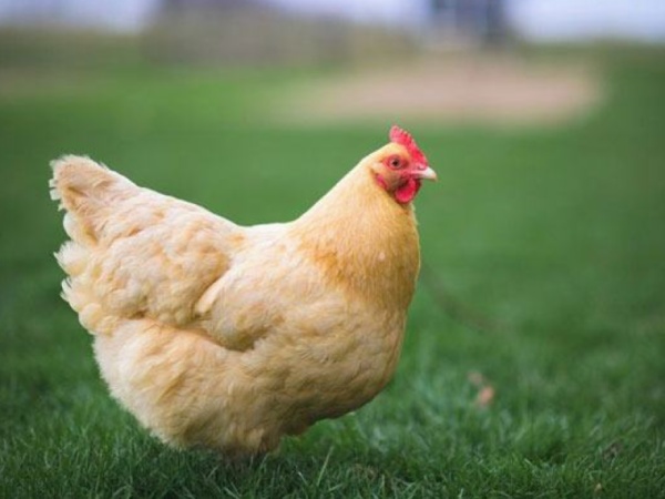 Ngủ mơ thấy gà mái có điềm gì, điềm dữ hay lành?