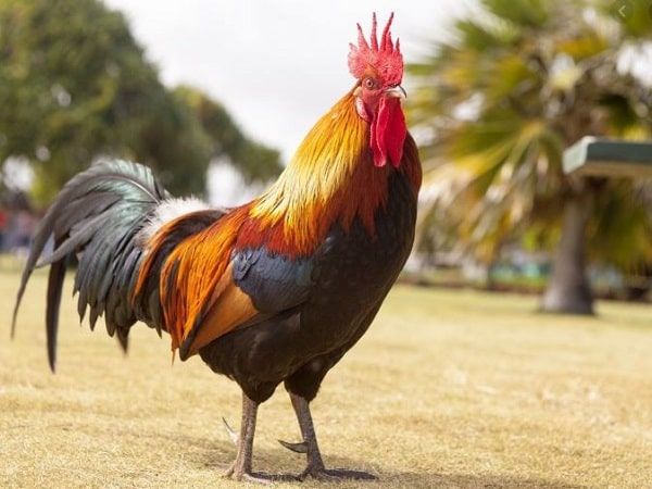 Ngủ mơ thấy gà trống trong chuồng