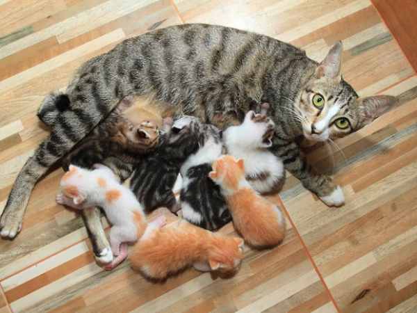 Mộng mị thấy mèo nhà mình đẻ