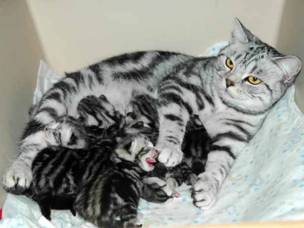 Giải mộng ý nghĩa giấc mơ thấy mèo đẻ chuẩn tâm linh