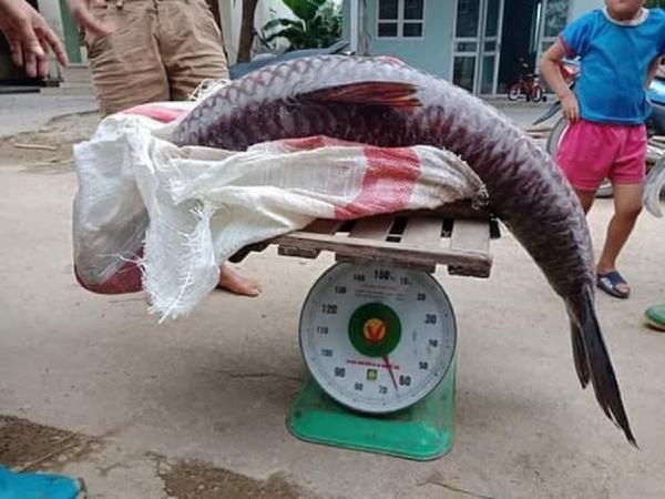 Nằm mơ thấy cá to là điềm báo thành công hay thất bại?