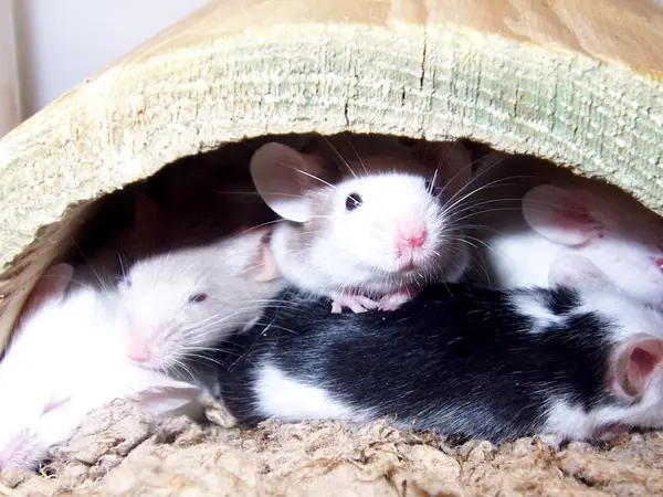 Bí ẩn nằm mơ thấy đàn chuột là điềm gì, lành hay dữ?