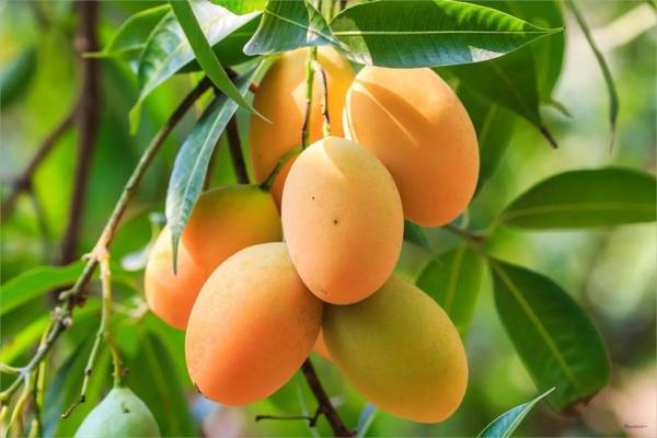 Mơ thấy quả xoài: Bí ẩn may mắn hay cảnh báo sắp đến?