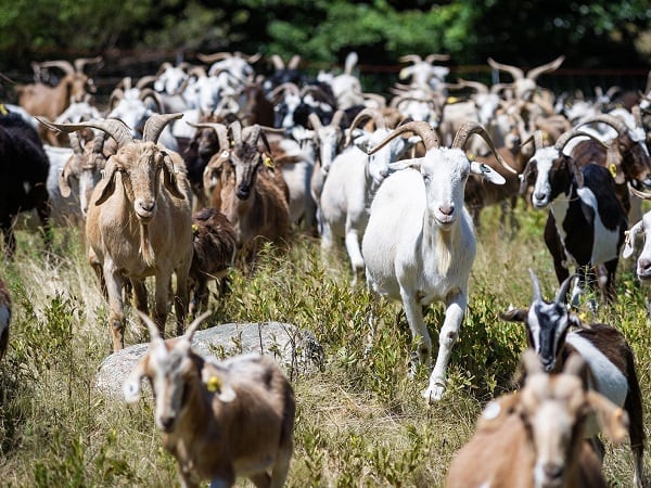 Giải mã thông điệp khi nằm mơ thấy đàn dê là điềm gì?