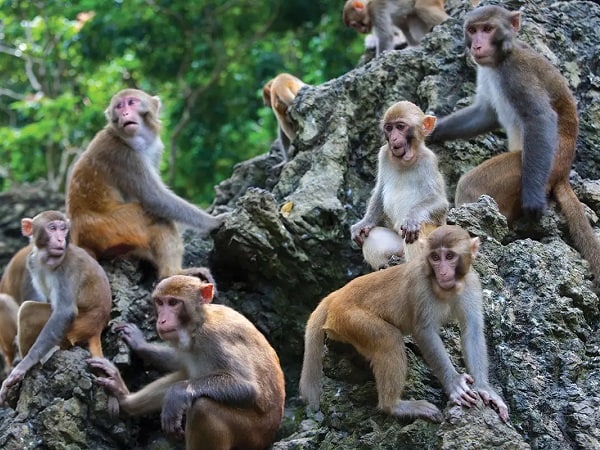 Luận giải nằm mơ thấy đàn khỉ là điềm gì, tốt hay xấu?