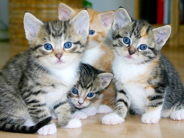 Nằm mơ thấy đàn mèo con mới đẻ ẩn chứa thông điệp gì?