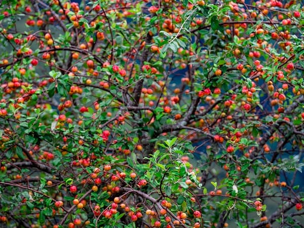 Bật mí ý nghĩa nằm mơ thấy cây sai quả có số nào may mắn?