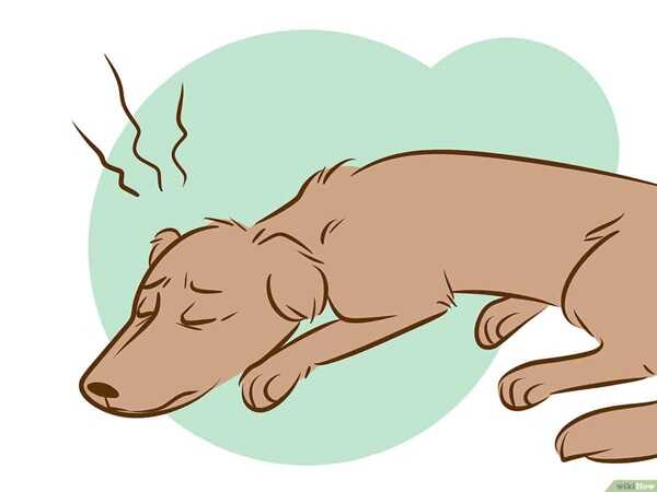 Nằm mơ thấy chó chết là điềm gì, có con gì lộc phát?