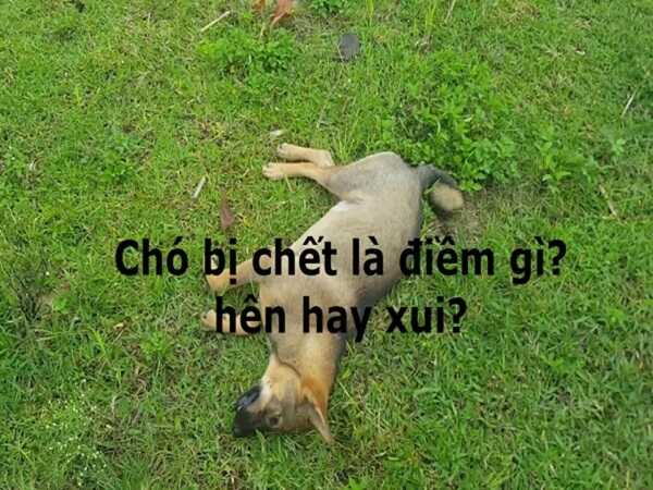 Các tình huống mơ thấy chó chết thường gặp và ý nghĩa