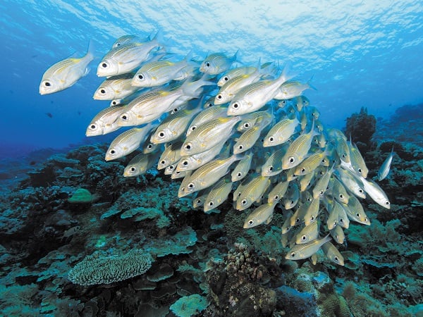 Khám phá ý nghĩa nằm mơ thấy đàn cá có số nào đại cát?