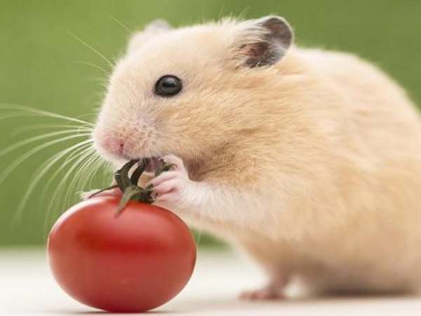 Tổng quan tử vi tuổi Bính Tý ngày 29/3/2026 Tổng quan tử vi tuổi Bính Tý ngày 29/3/2026