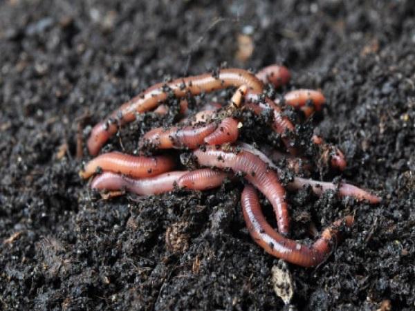 Nằm mơ thấy nhiều giun đất là điềm lành hay dữ?
