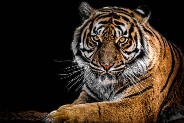 Tuổi Bính Dần (1986)