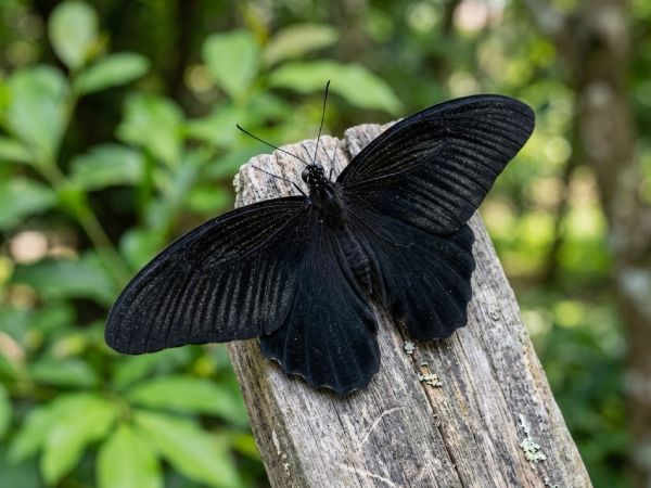 Con bướm đen số mấy ý nghĩa theo quan niệm dân gian Con bướm đen số mấy ý nghĩa theo quan niệm dân gian