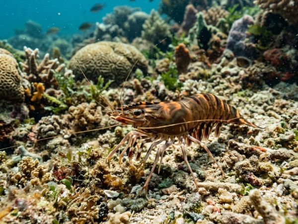 Con tôm số mấy? Khám phá con số đẹp hút tài lộc lớn