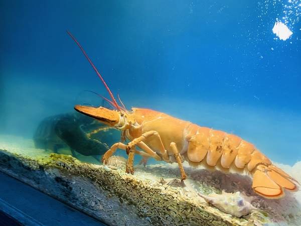 Giải mã con tôm số mấy theo từng trường hợp cụ thể