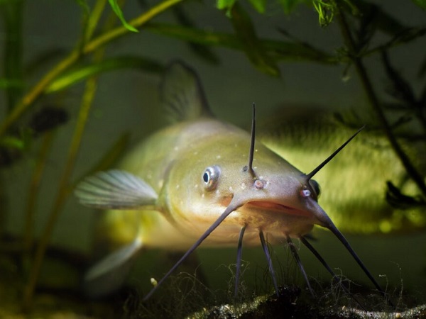 Giải mã cá trê số mấy, nằm mơ thấy cá trê hên hay xui?