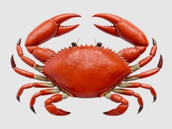 Ý nghĩa giấc mơ thấy cua từng trường hợp