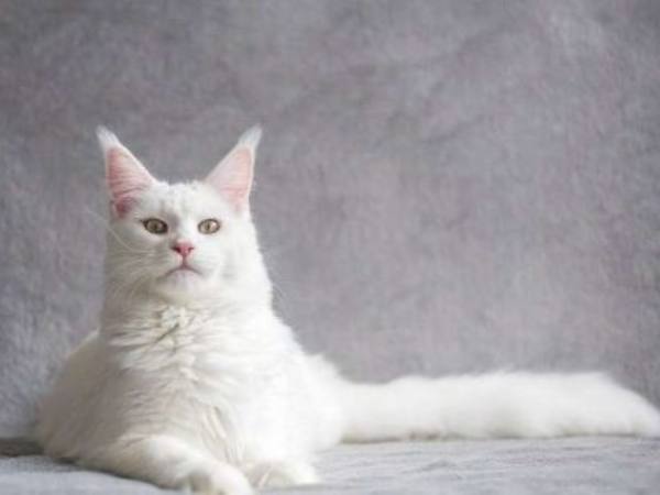 Mèo trắng số mấy? Những con số được nhiều người tham khảo